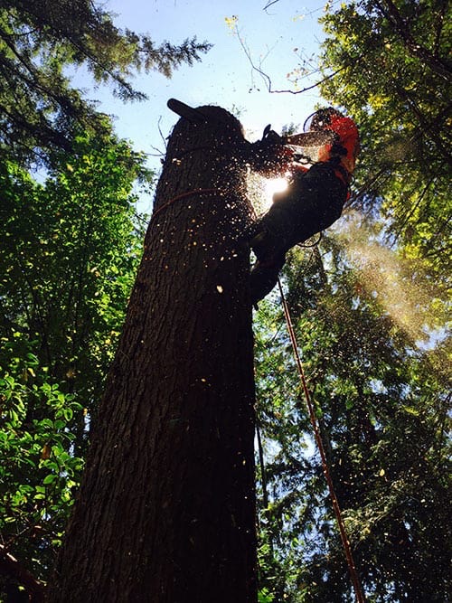 Tree cutting service